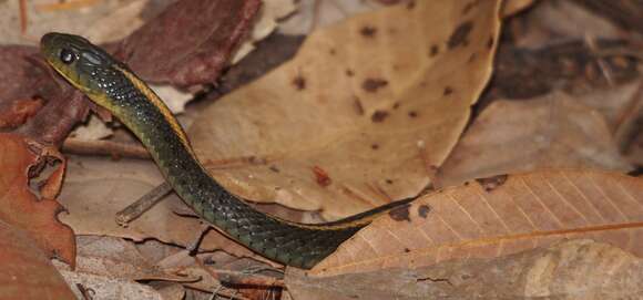 Image of Thamnophis atratus atratus (Kennicott ex Cooper 1860)