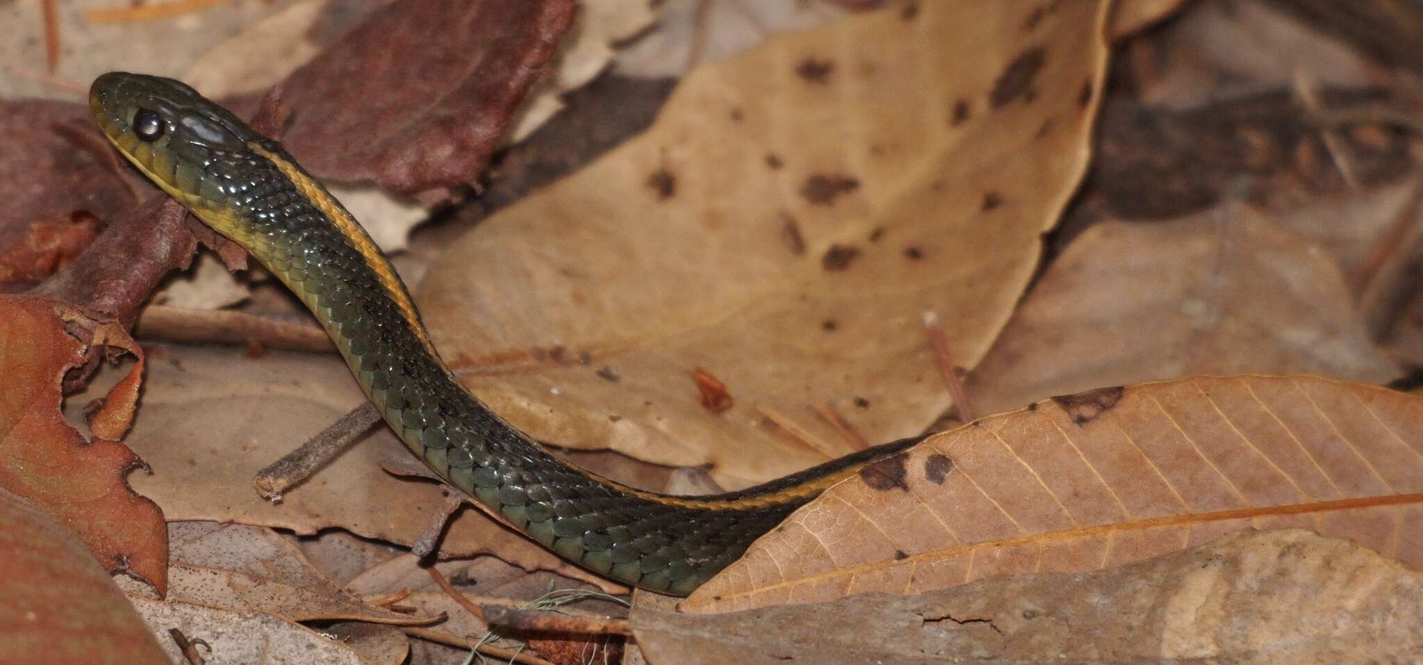 Image of Thamnophis atratus atratus (Kennicott ex Cooper 1860)