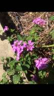 Image of trailing shrubverbena