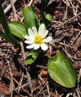 <i>Caltha chionophila</i>的圖片