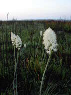 Image of Stenanthium densum (Desr.) Zomlefer & Judd