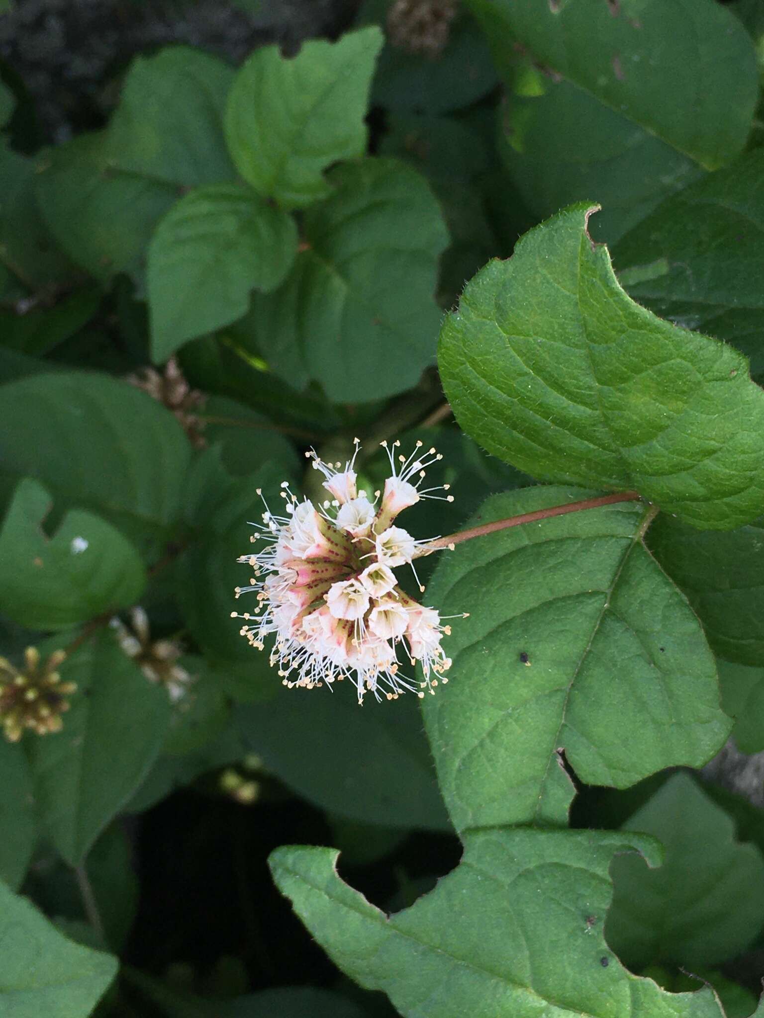 Imagem de Pisoniella arborescens (Lag. & Rodr.) Standl.