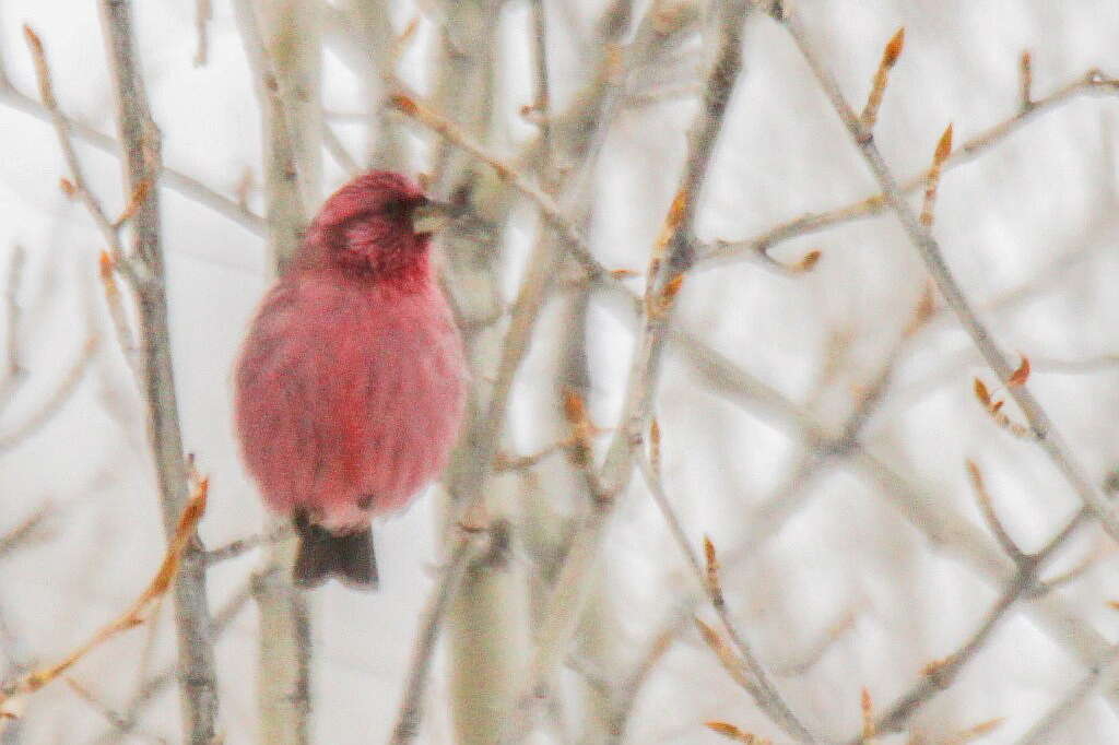 Image of Red-mantled Rosefinch