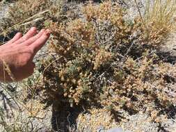 Image of bud sagebrush