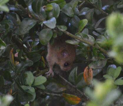 Image of hazel dormouse