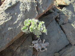 Image of Pelargonium crassicaule L'Her.