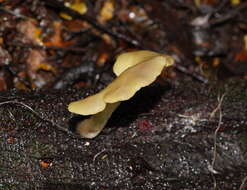 Image of Pleurotus purpureo-olivaceus (G. Stev.) Segedin, P. K. Buchanan & J. P. Wilkie 1995