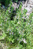 Plancia ëd Lythrum hyssopifolia L.