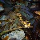 Image of Ophiocordyceps odonatae (Kobayasi) G. H. Sung, J. M. Sung, Hywel-Jones & Spatafora 2007