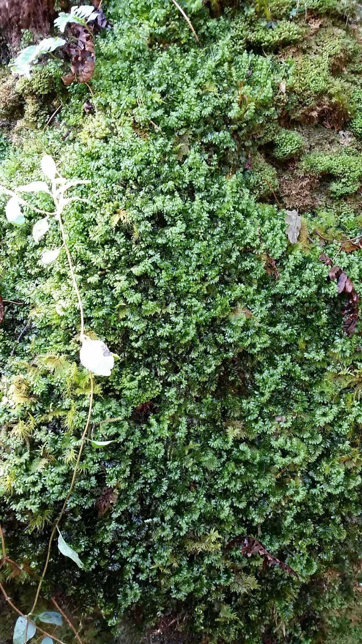 Sivun Hymenophyllum wilsonii Hook. kuva