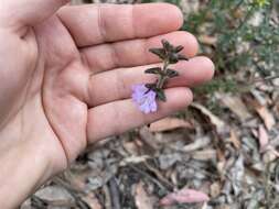 Imagem de Prostanthera densa A. A. Ham.