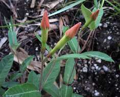 Image of Davis Mountain rocktrumpet