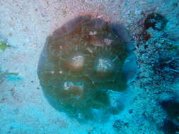 Image of Astraeosmilia maxima