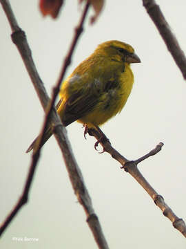 Image of Crithagra sulphurata sharpii (Neumann 1900)