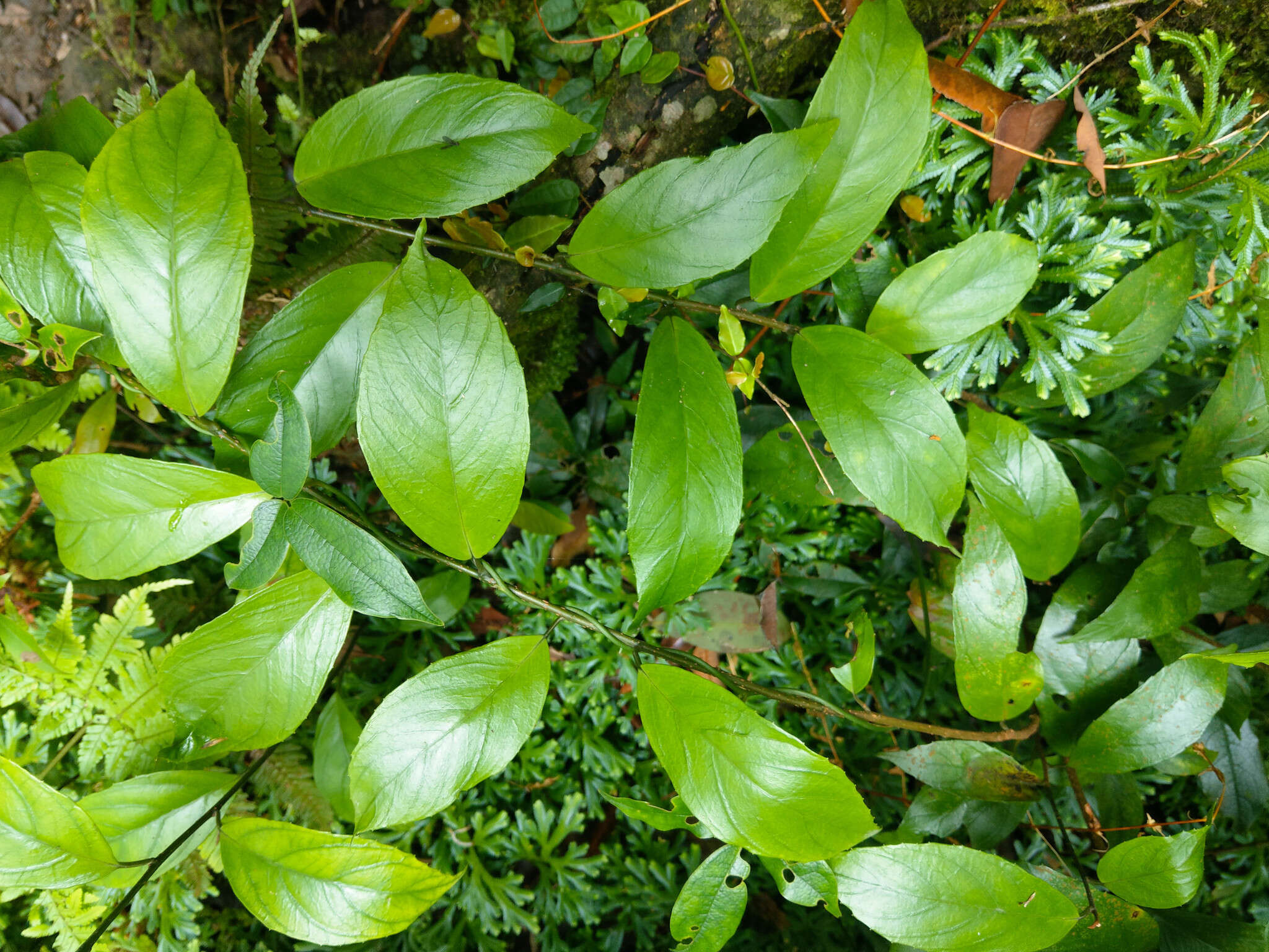 Image of Maesa japonica (Thunb.) Moritzi & Zoll.