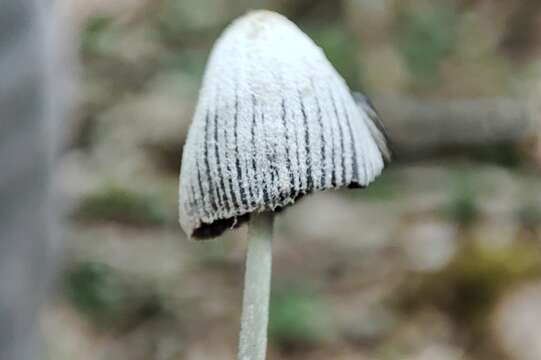 Imagem de Coprinopsis semitalis (P. D. Orton) Redhead, Vilgalys & Moncalvo 2001