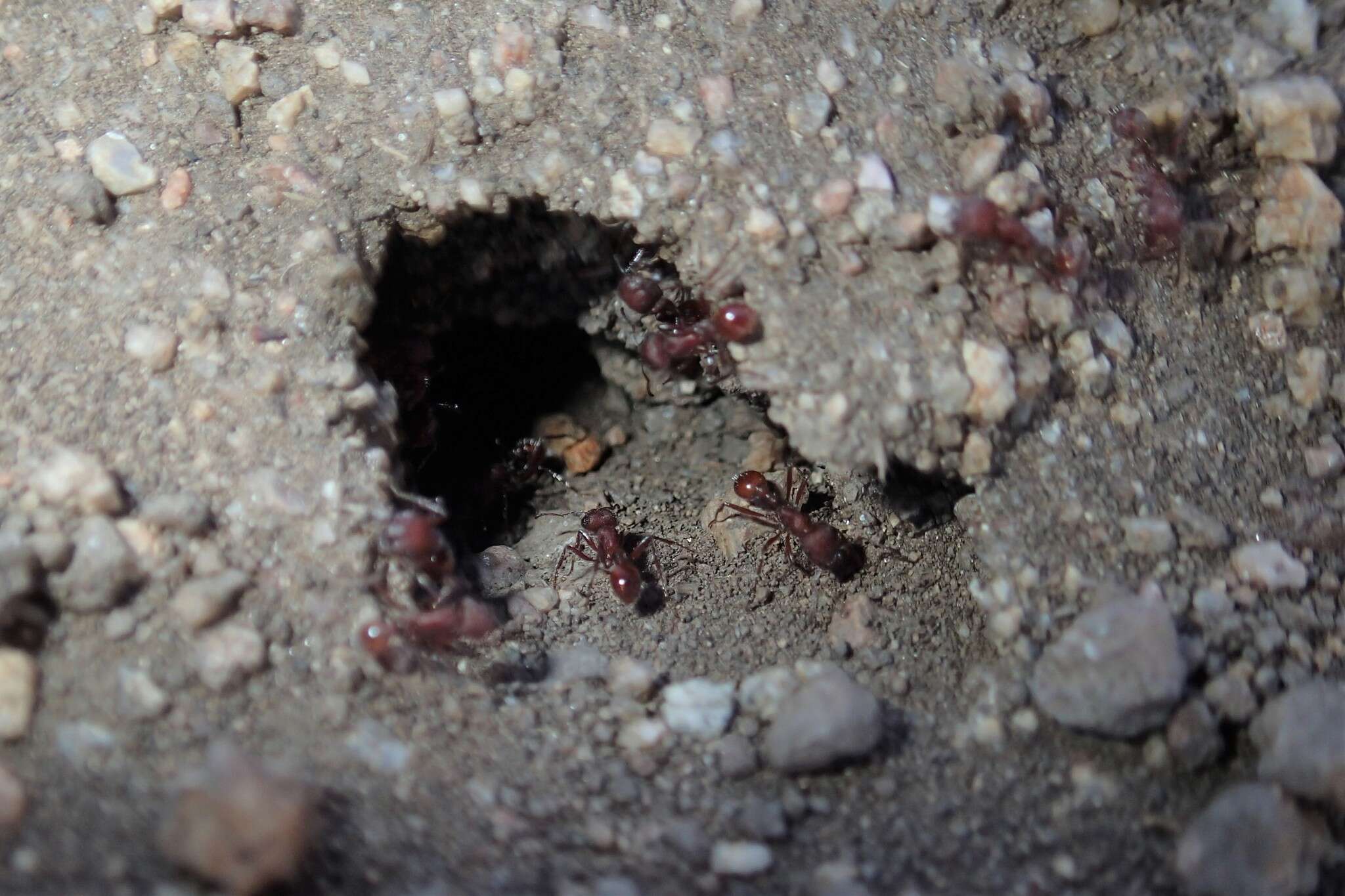 Image of Western Harvester Ant