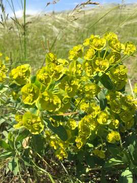 Image of Euphorbia stepposa Zoz ex Prokh.