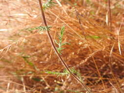 Image of downy pincushionplant