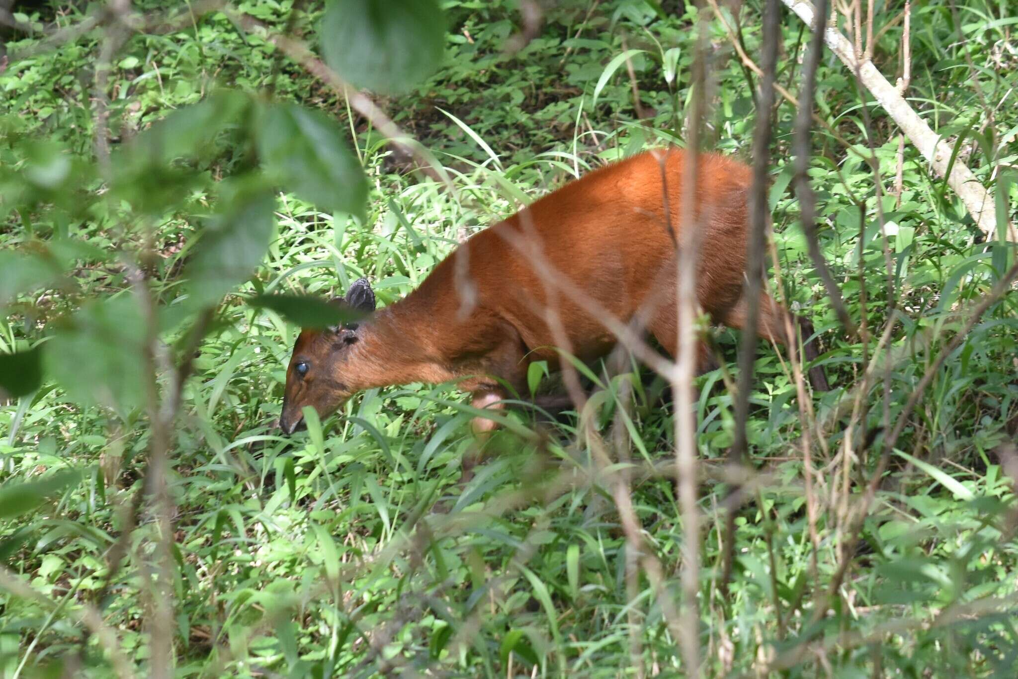 Image of East African Red Duiker