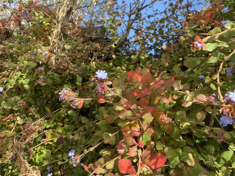 Image of Ceratostigma griffithii C. B. Clarke