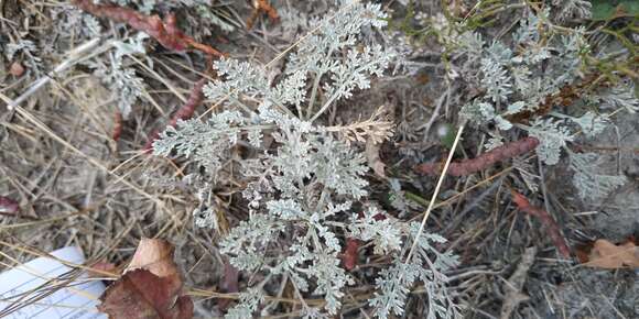 Imagem de Seriphidium nitrosum (Weber ex Stechm.) Poljakov