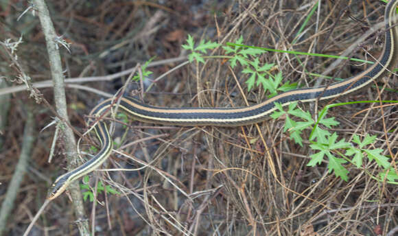 Image of Thamnophis proximus orarius Rossman 1963