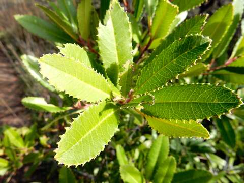 Image of toyon