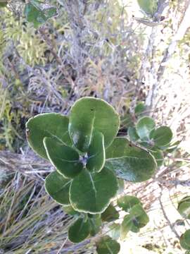 Olearia allomii T. Kirk resmi