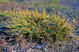 Image of Bear Sedge