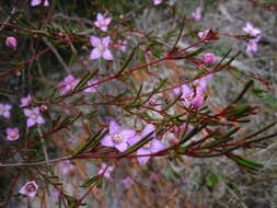 Image of Boronia filifolia F. Müll.