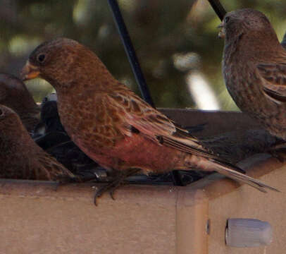 Image of Brown-capped Rosy Finch