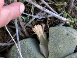 Plancia ëd Pleiospilos bolusii (Hook. fil.) N. E. Br.