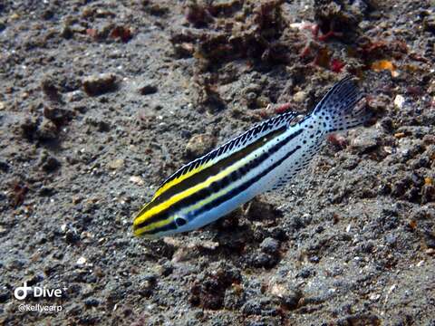 Image of Grammistes Blenny