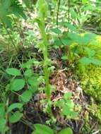 Image of Alaska Rein Orchid