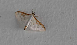 Image of Palpita annulifer Inoue 1996