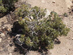 Sivun Juniperus californica Carrière kuva