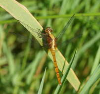 Image of Orthetrum villosovittatum (Brauer 1868)