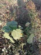 Image of Abutilon grandiflorum G. Don