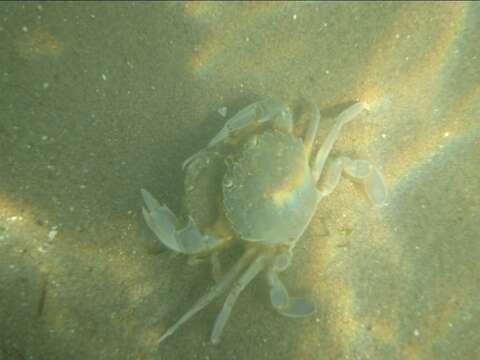 صورة Liocarcinus vernalis (Risso 1827)