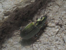 Image of Agonum (Agonum) marginatum (Linnaeus 1758)