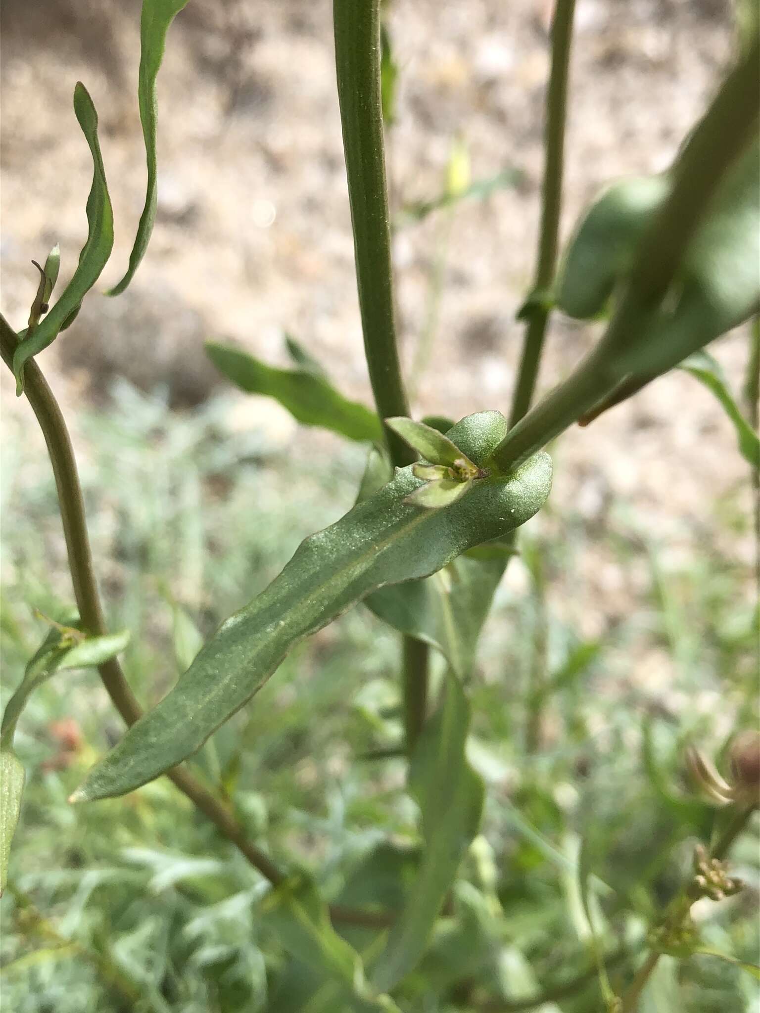 Image de Caulanthus cooperi (S. Watson) Payson