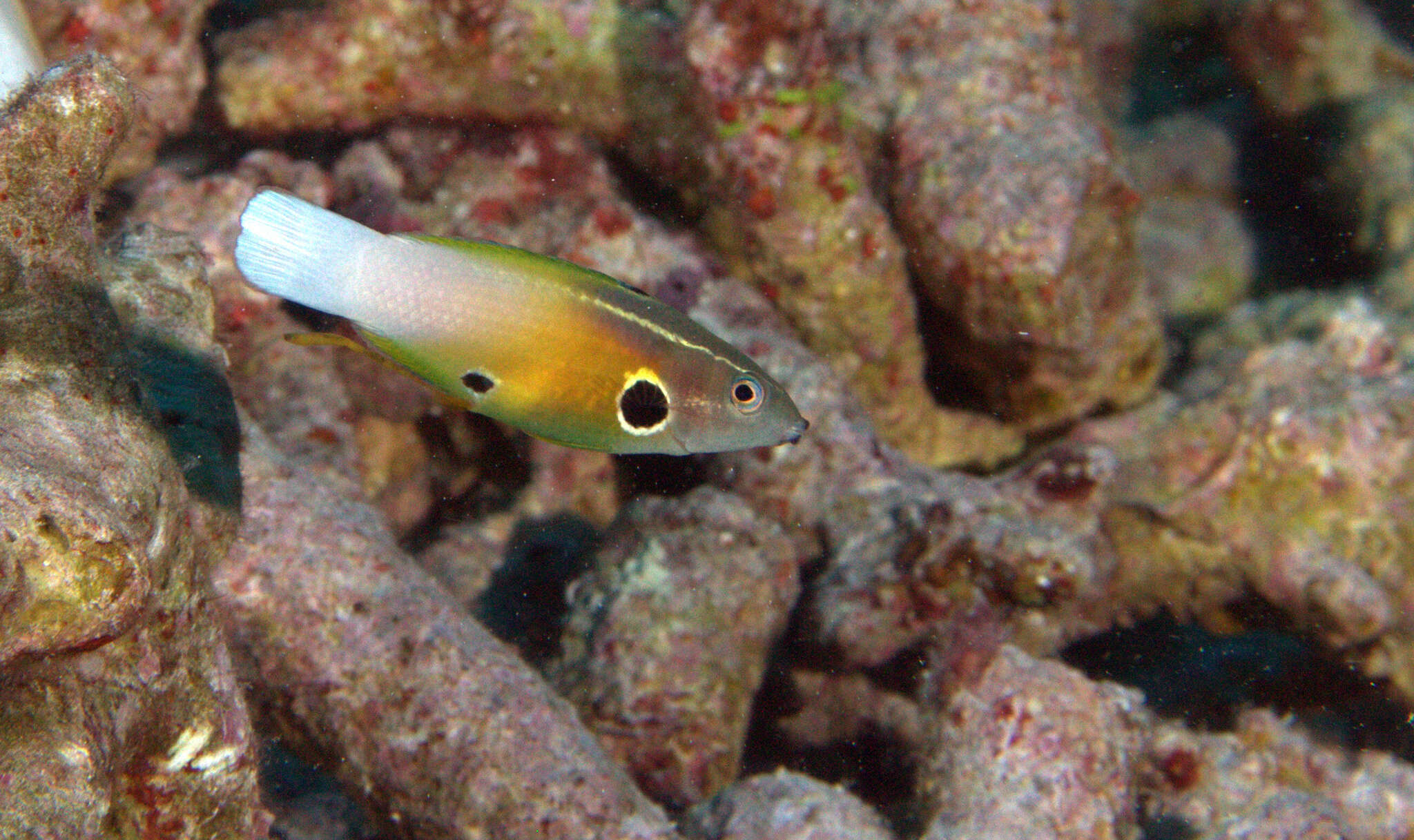 Image of Allen's tubelip wrasse