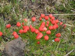 Image of Gentianella rupicola (Kunth) Holub