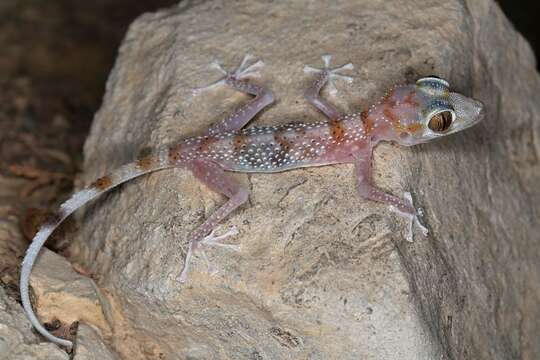 Image of Asaccus gardneri Carranza, Simó-Riudalbas, Jayasinghe, Wilms & Els 2016