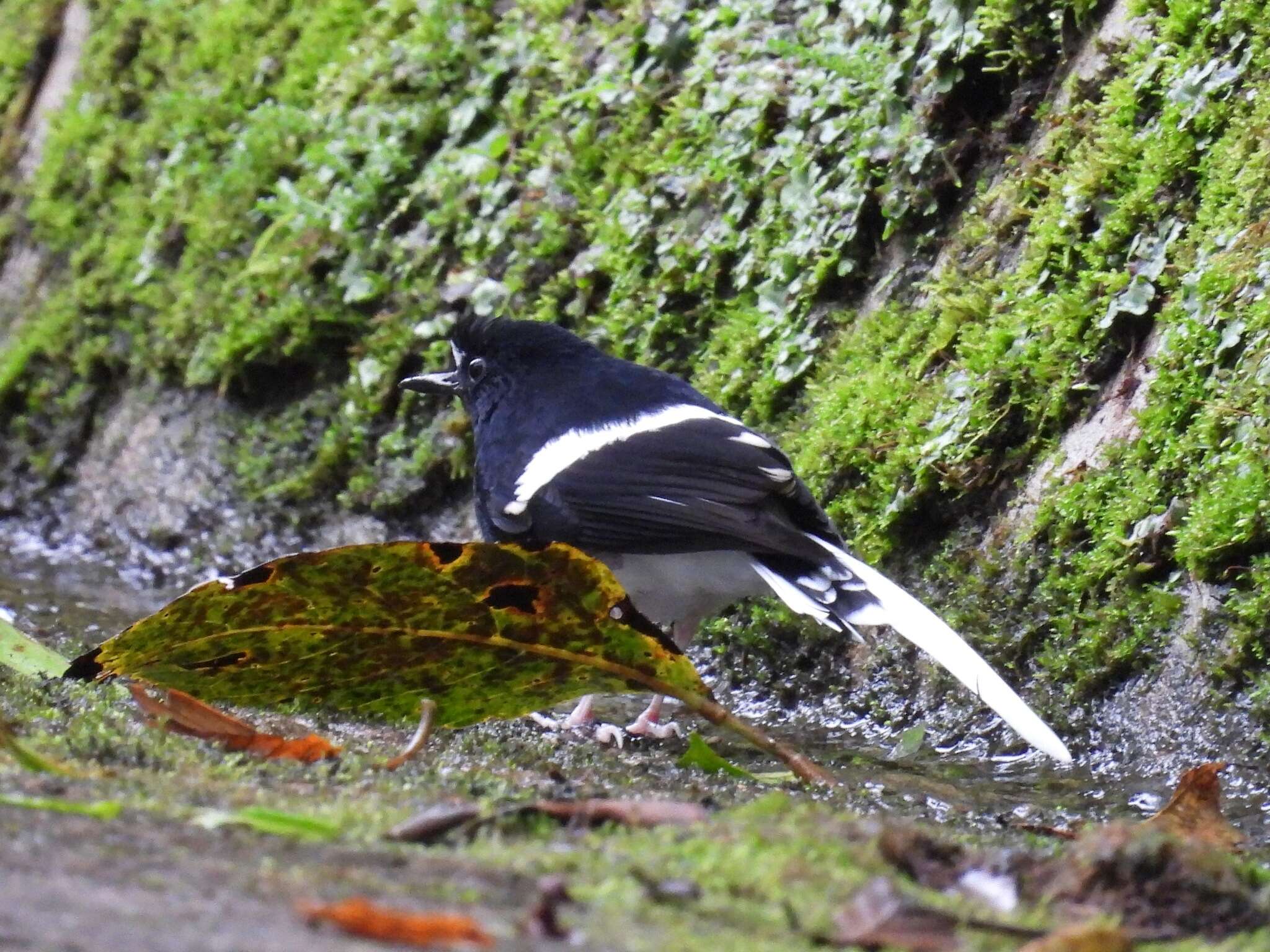Image of Bornean Forktail