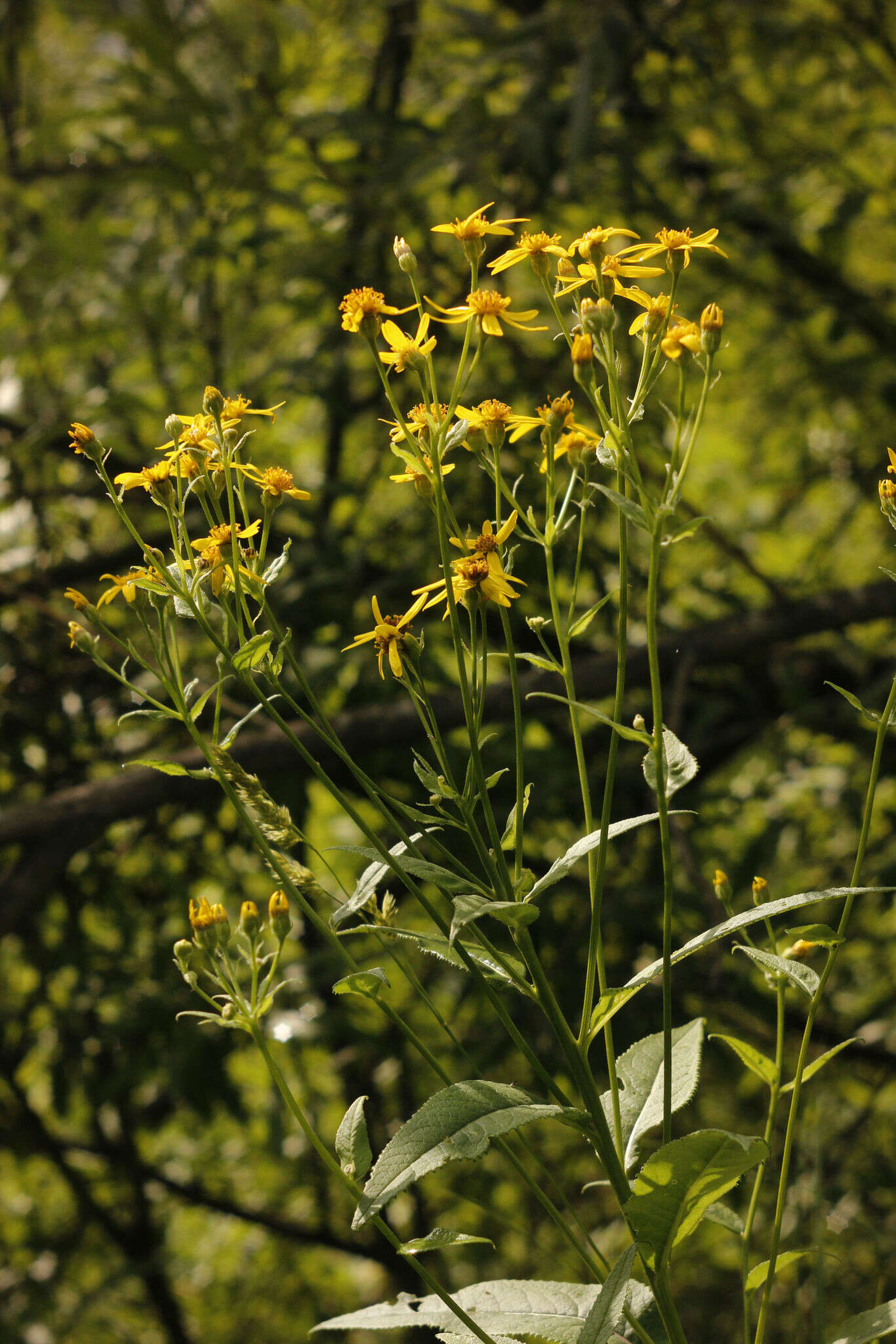 Imagem de Senecio nemorensis L.