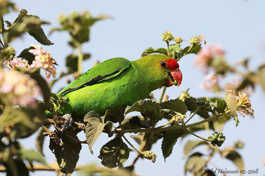 Image of Black-winged Lovebird