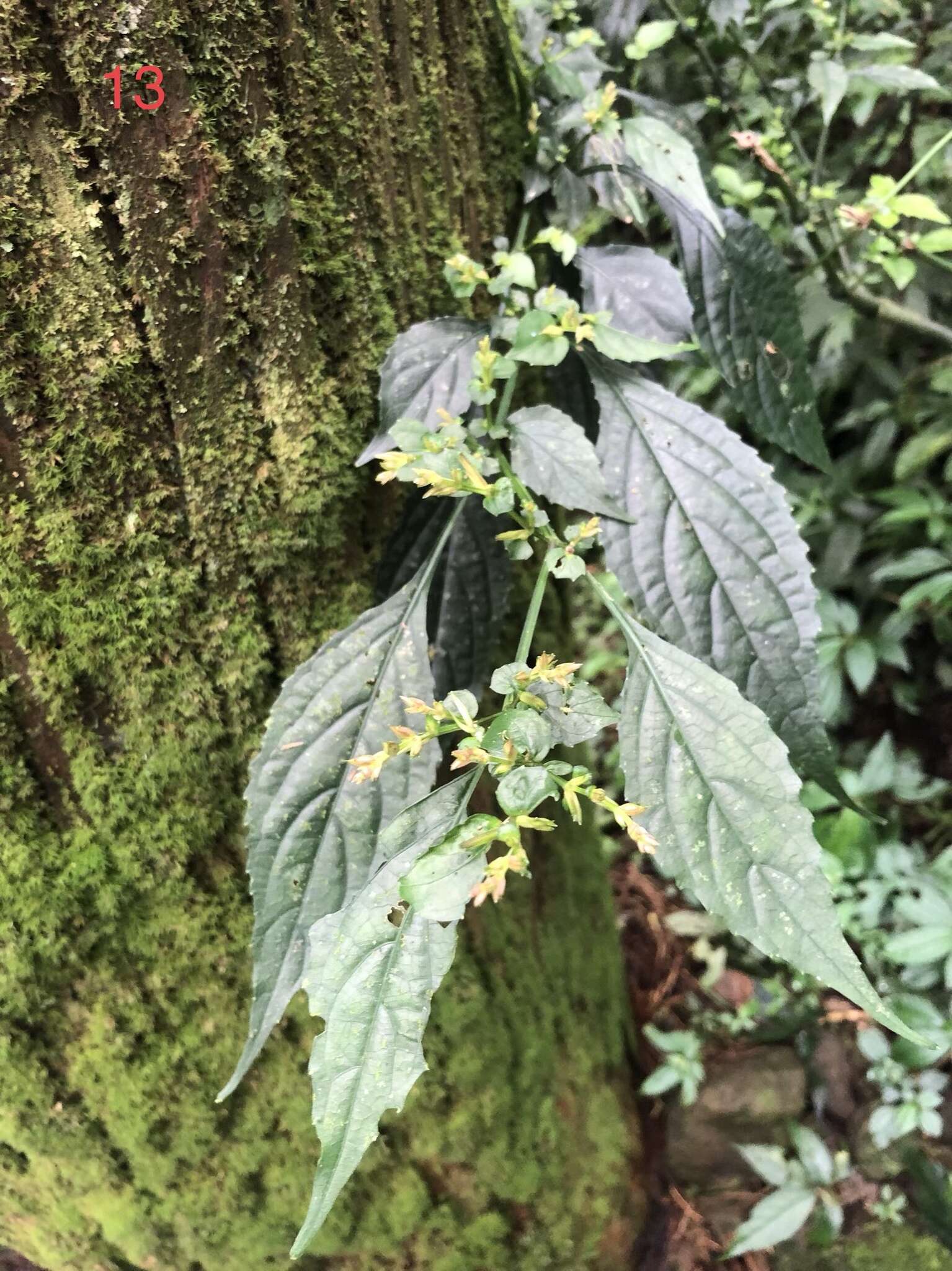 Image of Strobilanthes flexicaulis Hayata