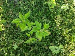 Image of Bonpland's croton